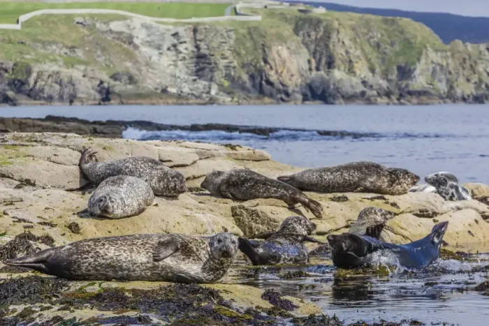 Framed Print : Gray seals (grey seals) (Halichoerus grypus) hauled out on the shoreline on Mainland Island, Shetland Isles, Scotland, United Kingdom, Europe Framed Print : Gray seals (grey seals) (Halichoerus grypus) hauled out on the shoreline on Mainland Island, Shetland Isles, Scotland, United Kingdom, Europe