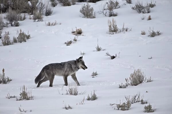 Gray wolf (Canis lupus) 755M of the Lamar Canyon Pack running through the snow in the winter, Yellowstone National Park, Wyoming, United States of America, North America