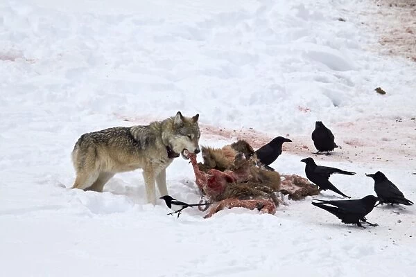Gray wolf (Canis lupus) 870F of the Junction Butte Pack at an elk carcass in the winter