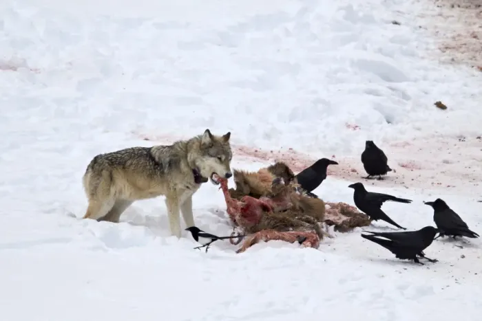 Framed Print : Gray wolf (Canis lupus) 870F of the Junction Butte Pack at an elk carcass in the winter Framed Print : Gray wolf (Canis lupus) 870F of the Junction Butte Pack at an elk carcass in the winter