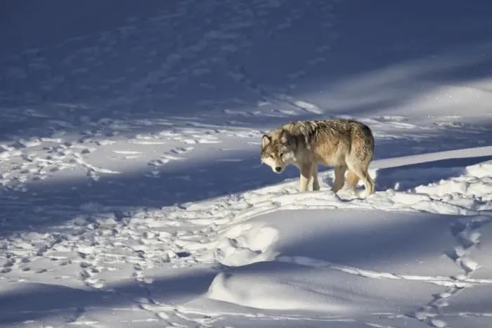 Framed Print : Gray wolf (Canis lupus) 870F of the Junction Butte Pack in the winter, Yellowstone National Park