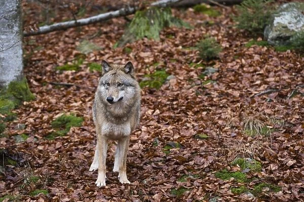 Gray wolf (Canis lupus), Bavarian Forest National Park, Bavaria, Germany, Europe