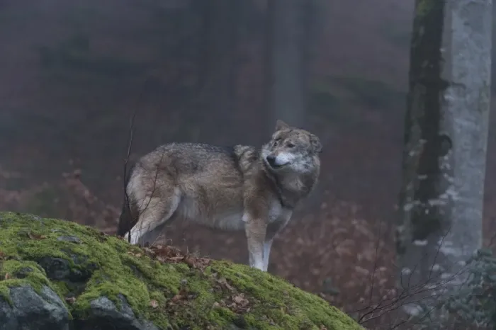Framed Print : Gray wolf (Canis lupus), Bavarian Forest National Park, Bavaria, Germany, Europe Framed Print : Gray wolf (Canis lupus), Bavarian Forest National Park, Bavaria, Germany, Europe