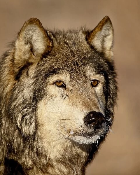 Gray wolf (Canis lupus) in captivity, near Bozeman, Montana, United States of America