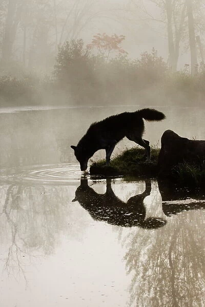Gray wolf (Canis lupus) drinking in the fog