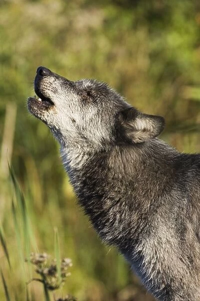 Gray wolf (Canis lupus) howling