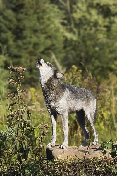 Gray wolf (Canis lupus) on a rock