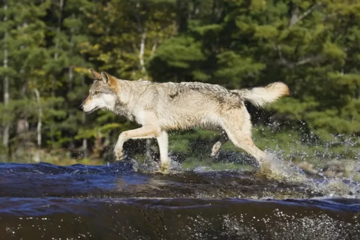 Framed Print : Gray wolf (Canis lupus) running through water Framed Print : Gray wolf (Canis lupus) running through water