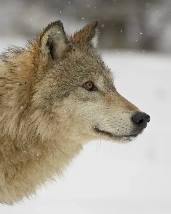 Framed Print : Gray wolf (Canis lupus) in snow, near Bozeman, Montana, United States of America Framed Print : Gray wolf (Canis lupus) in snow, near Bozeman, Montana, United States of America