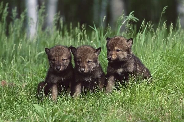 Gray wolf pups (Canis lupus)