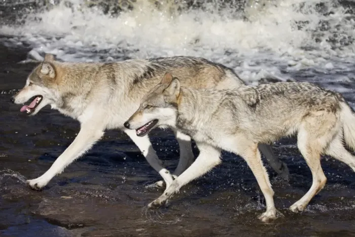 Framed Print : Two gray wolves (Canis lupus) running through water Framed Print : Two gray wolves (Canis lupus) running through water