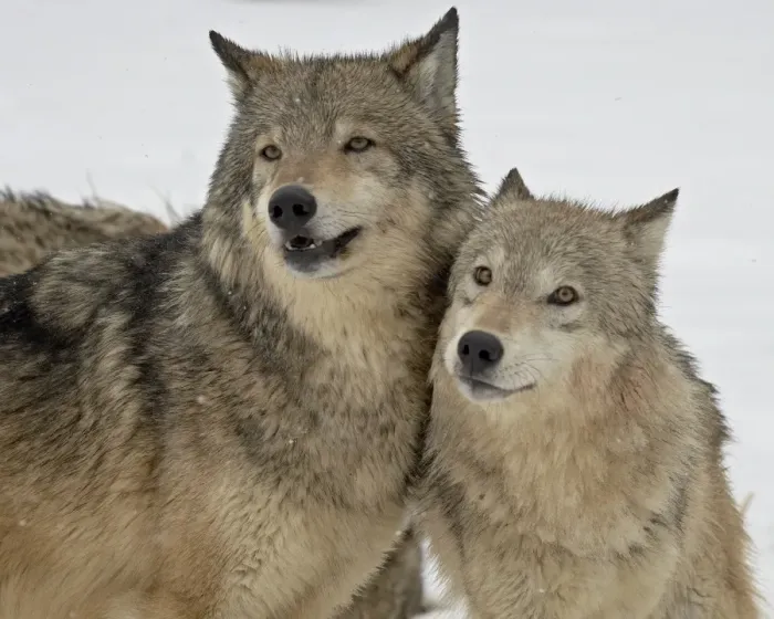 Framed Print : Two Gray Wolves (Canis lupus) in the snow in captivity, near Bozeman, Montana Framed Print : Two Gray Wolves (Canis lupus) in the snow in captivity, near Bozeman, Montana