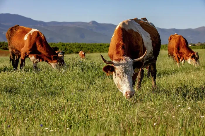Framed Print : Grazing cattle in Zallq, Istog province, Kosovo Framed Print : Grazing cattle in Zallq, Istog province, Kosovo