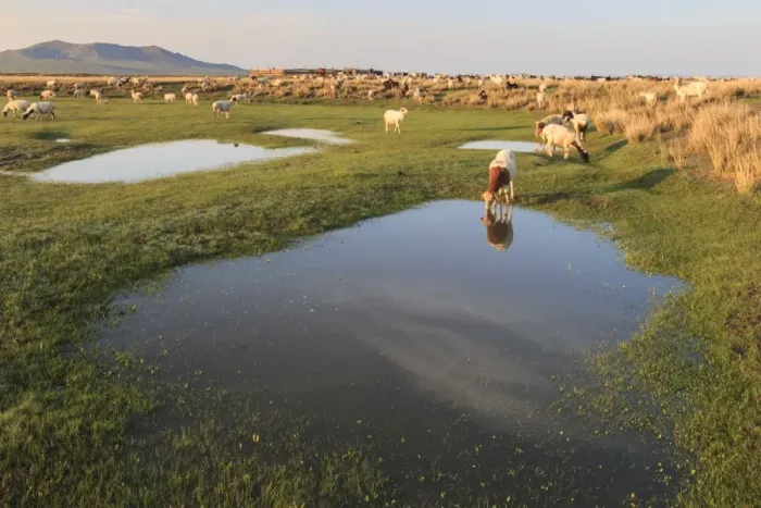 Framed Print : Grazing herd of goats and sheep at sunrise, reflected goat drinks from pool in summer