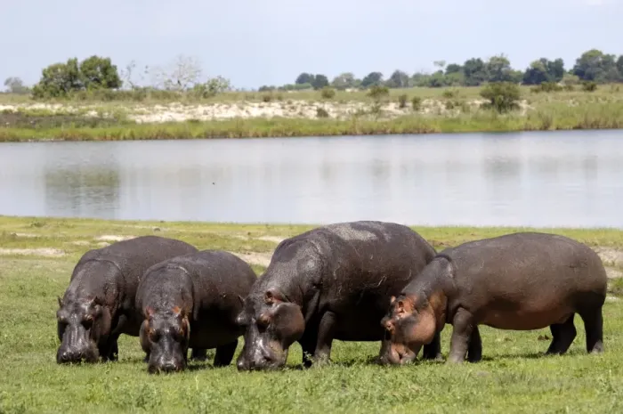 Framed Print : Grazing hippos, Chobe National Park, Botswana, Africa Framed Print : Grazing hippos, Chobe National Park, Botswana, Africa