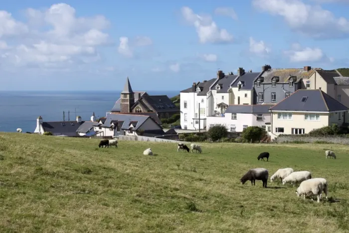 Framed Print : Grazing sheep, Mortehoe, Devon, England, United Kingdom, Europe Framed Print : Grazing sheep, Mortehoe, Devon, England, United Kingdom, Europe