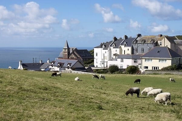 Grazing sheep, Mortehoe, Devon, England, United Kingdom, Europe