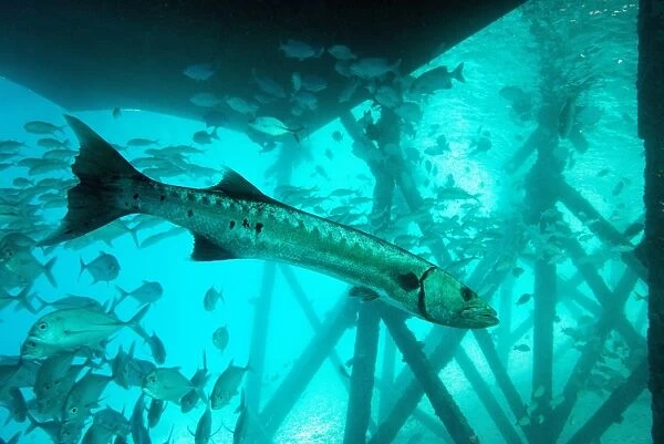 Great barracuda (Sphyraena barracuda) (giant barracuda) can grow up to 1. 8 metres long, under pier, Celebes Sea, Sabah, Malaysia, Southeast Asia, Asia