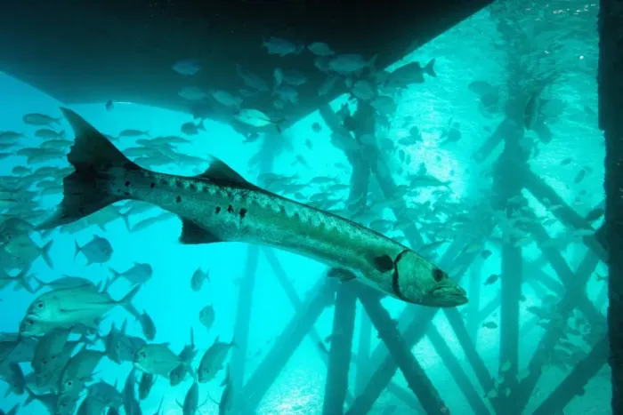 Framed Print : Great barracuda (Sphyraena barracuda) (giant barracuda) can grow up to 1. 8 metres long, under pier, Celebes Sea, Sabah, Malaysia, Southeast Asia, Asia Framed Print : Great barracuda (Sphyraena barracuda) (giant barracuda) can grow up to 1. 8 metres long, under pier, Celebes Sea, Sabah, Malaysia, Southeast Asia, Asia