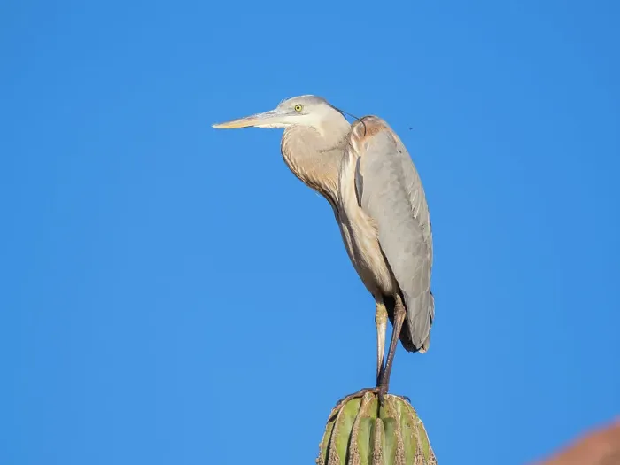 Framed Print : Great blue heron (Ardea herodias), perched on a cardon cactus, Isla Espiritu Santo, BCS, Sea of Cortez, Mexico, North America Framed Print : Great blue heron (Ardea herodias), perched on a cardon cactus, Isla Espiritu Santo, BCS, Sea of Cortez, Mexico, North America