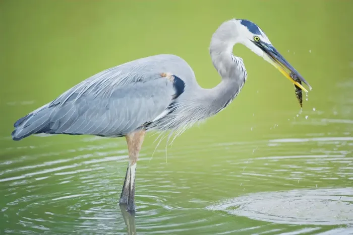 Framed Print : Great blue heron (Ardea herodias) with fish, standing in water, Sanibel Island, J Framed Print : Great blue heron (Ardea herodias) with fish, standing in water, Sanibel Island, J