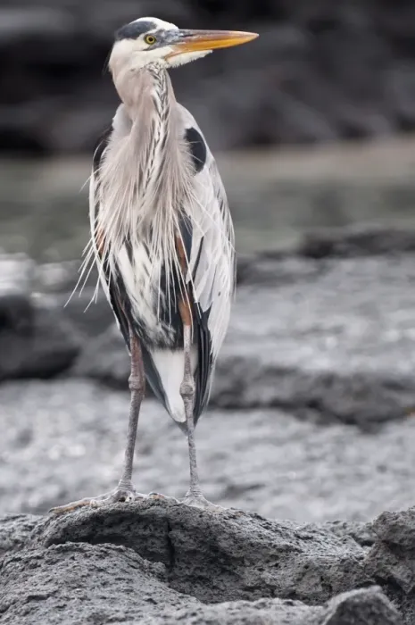 Framed Print : Great blue heron, Espinosa Point, Isla Fernandina (Fernandina Island), Galapagos Islands Framed Print : Great blue heron, Espinosa Point, Isla Fernandina (Fernandina Island), Galapagos Islands