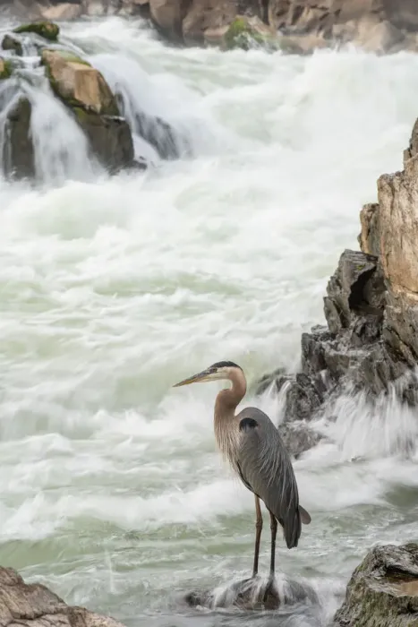 Framed Print : Great Blue Heron at Great Falls on the Potomac River near Potomac, Maryland Framed Print : Great Blue Heron at Great Falls on the Potomac River near Potomac, Maryland