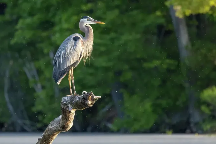 Framed Print : Great Blue Heron, Massachusetts, New England, United States of America, North America Framed Print : Great Blue Heron, Massachusetts, New England, United States of America, North America