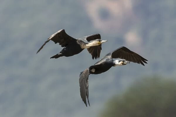Two great cormorants (Phalacrocorax carbo) in flight, Tsavo, Kenya, East Africa, Africa