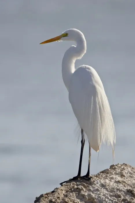 Framed Print : Great egret (Ardea alba) in breeding plumage, Sonny Bono Salton Sea National Wildlife Refuge Framed Print : Great egret (Ardea alba) in breeding plumage, Sonny Bono Salton Sea National Wildlife Refuge