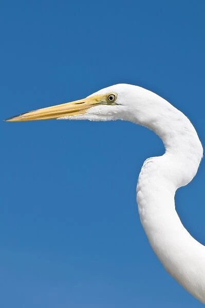 Great egret (Ardea alba), Everglades, Florida, United States of America, North America