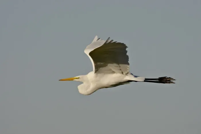 Framed Print : Great egret (Ardea alba) in flight, Sonny Bono Salton Sea National Wildlife Refuge Framed Print : Great egret (Ardea alba) in flight, Sonny Bono Salton Sea National Wildlife Refuge