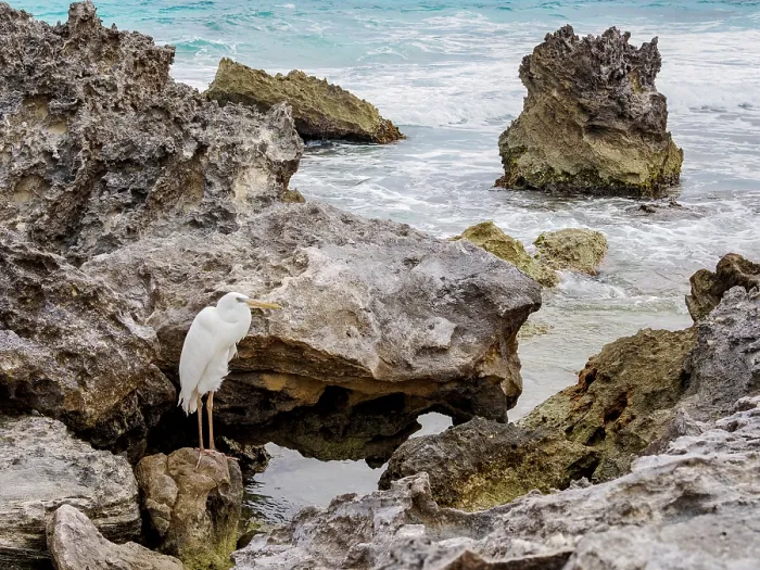 Framed Print : Great egret (Ardea alba), Punta Cancun, Cancun, Quintana Roo State, Mexico Framed Print : Great egret (Ardea alba), Punta Cancun, Cancun, Quintana Roo State, Mexico