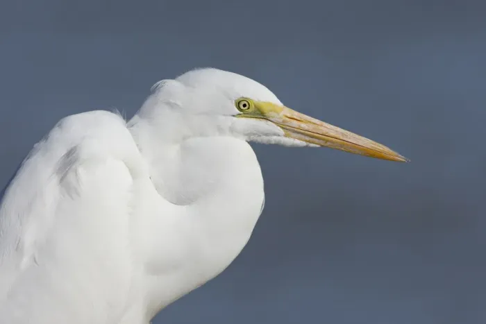 Framed Print : Great egret (Ardea alba), Salton Sea, California, United States of America, North America Framed Print : Great egret (Ardea alba), Salton Sea, California, United States of America, North America