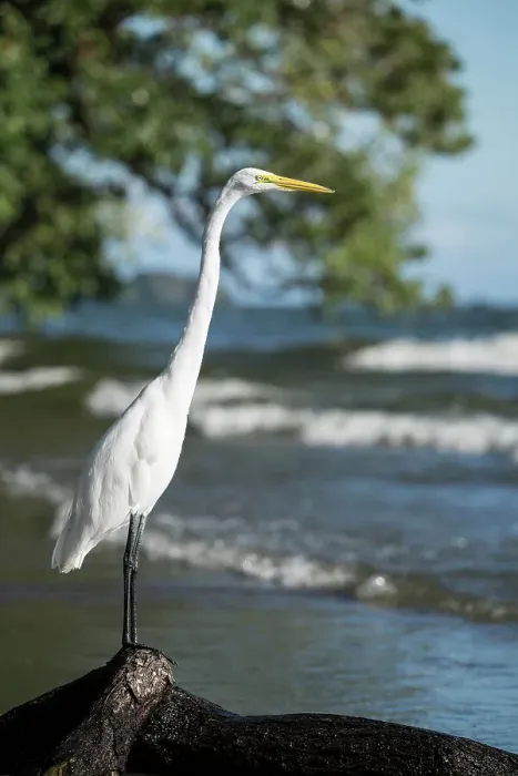 Framed Print : Great Egret (Ardea alba), San Fernando Beach, Ometepe Island, Rivas State, Nicaragua, Central America Framed Print : Great Egret (Ardea alba), San Fernando Beach, Ometepe Island, Rivas State, Nicaragua, Central America