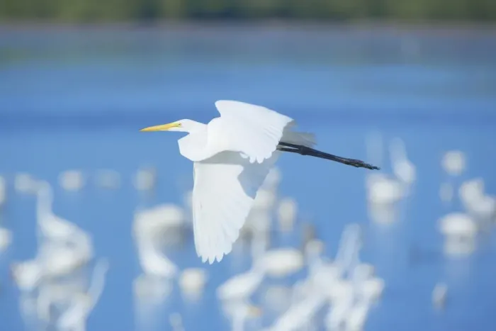 Framed Print : Great Egret (Casmerodius albus) in flight, Sanibel Island, J. N. Ding Darling National Wildlife Refuge, Florida, United States of America Framed Print : Great Egret (Casmerodius albus) in flight, Sanibel Island, J. N. Ding Darling National Wildlife Refuge, Florida, United States of America