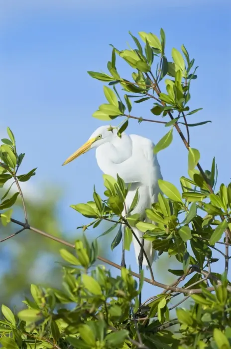 Framed Print : Great Egret (Casmerodius albus) on a tree, Sanibel Island, J. N. Ding Darling National Wildlife Refuge, Florida, United States of America Framed Print : Great Egret (Casmerodius albus) on a tree, Sanibel Island, J. N. Ding Darling National Wildlife Refuge, Florida, United States of America