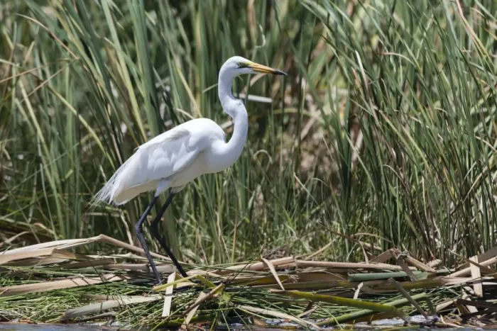 Framed Print : A great egret (Egretta alba) on a lake shore, Tsavo, Kenya, East Africa, Africa Framed Print : A great egret (Egretta alba) on a lake shore, Tsavo, Kenya, East Africa, Africa