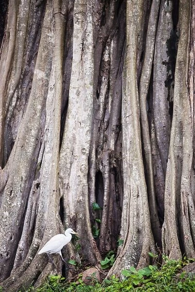 Great egret (great white heron) (Ardea Alba) at Sri Maha Bodhi, Anuradhapura, Sri Lanka, Asia