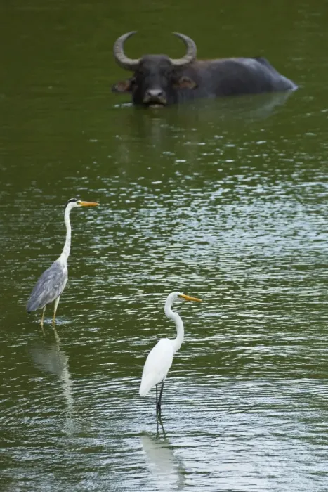 Framed Print : Great egret, grey heron and buffalo in a pond at Kumana National Park, formerly Yala East, Kumana, Eastern Province, Sri Lanka, Asia Framed Print : Great egret, grey heron and buffalo in a pond at Kumana National Park, formerly Yala East, Kumana, Eastern Province, Sri Lanka, Asia