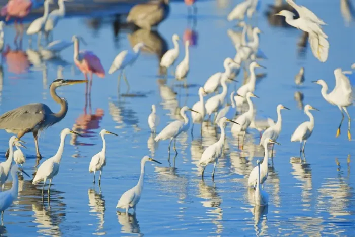 Framed Print : Great egrets (Casmerodius albus), great blue heron (Ardea herodias) and roseate spoonbills Framed Print : Great egrets (Casmerodius albus), great blue heron (Ardea herodias) and roseate spoonbills