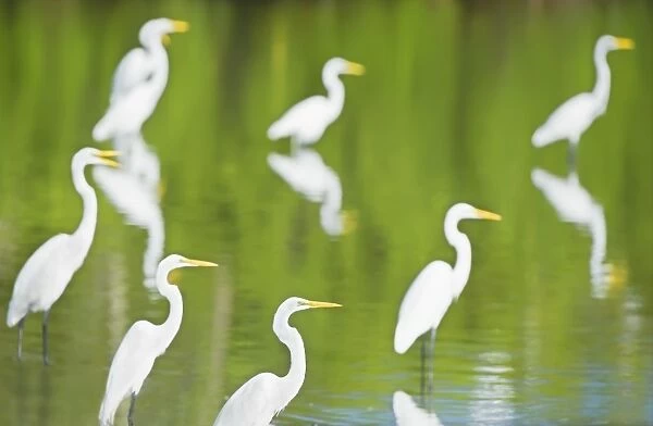 Great Egrets (Casmerodius albus) in a pond looking for fish, Sanibel Island, J