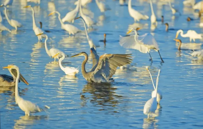 Framed Print : Great egrets (Casmerodius albus) and great blue heron (Ardea herodias) looking for fish in pond Framed Print : Great egrets (Casmerodius albus) and great blue heron (Ardea herodias) looking for fish in pond