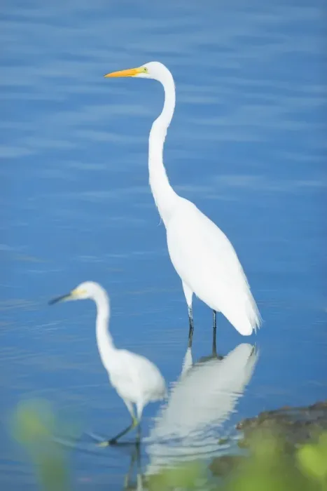 Framed Print : Great Egrets (Casmerodius albus) in a pond, Sanibel Island, J. N. Ding Darling National Wildlife Refuge, Florida, United States of America Framed Print : Great Egrets (Casmerodius albus) in a pond, Sanibel Island, J. N. Ding Darling National Wildlife Refuge, Florida, United States of America