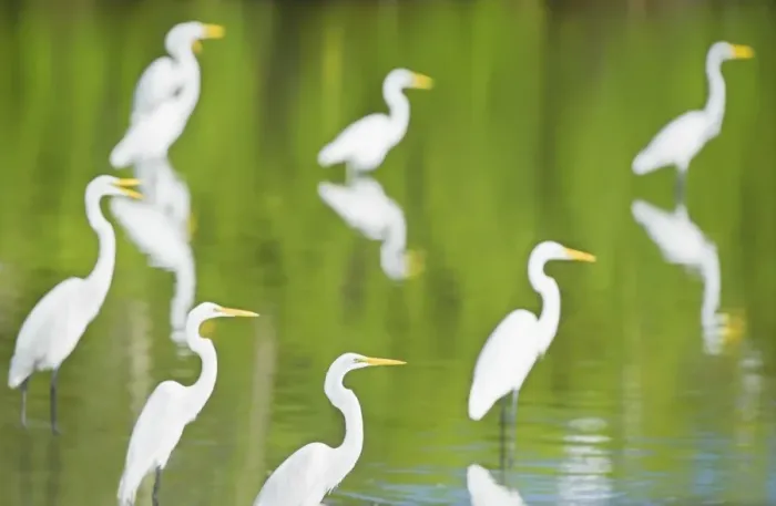 Framed Print : Great Egrets (Casmerodius albus) in a pond looking for fish, Sanibel Island, J Framed Print : Great Egrets (Casmerodius albus) in a pond looking for fish, Sanibel Island, J