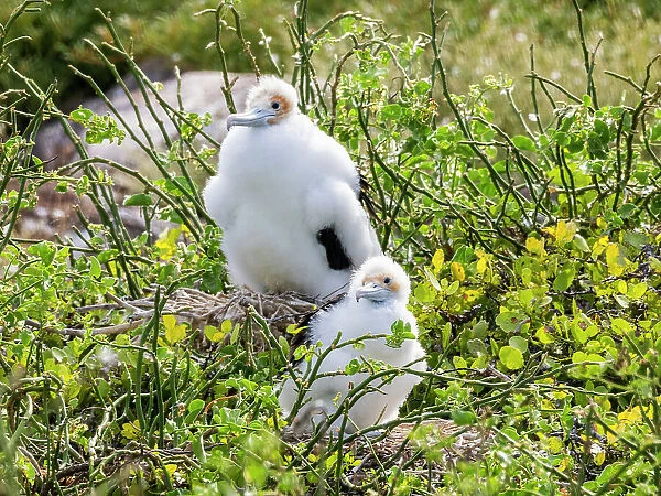 Great frigatebird (Fregata minor) chicks on the nest on North Seymour Island, Galapagos Islands, UNESCO World Heritage Site, Ecuador, South America