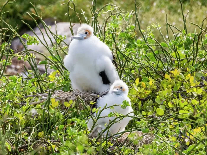 Framed Print : Great frigatebird (Fregata minor) chicks on the nest on North Seymour Island, Galapagos Islands, UNESCO World Heritage Site, Ecuador, South America Framed Print : Great frigatebird (Fregata minor) chicks on the nest on North Seymour Island, Galapagos Islands, UNESCO World Heritage Site, Ecuador, South America