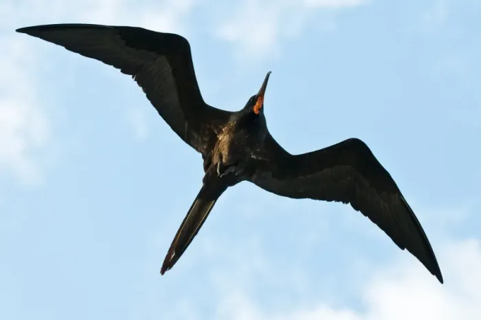 Framed Print : Great frigatebird (Sula nebouxii), Galapagos Islands, Ecuador, South America Framed Print : Great frigatebird (Sula nebouxii), Galapagos Islands, Ecuador, South America