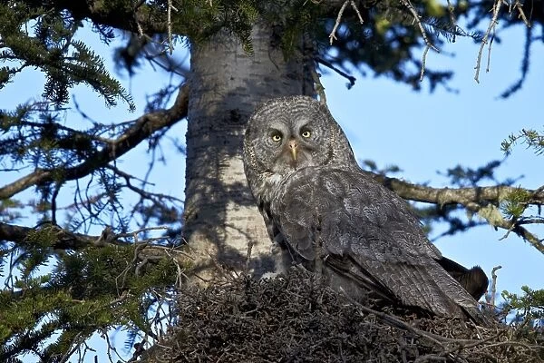 Great Gray Owl (Great Grey Owl) (Strix nebulosa) female and 13-day-old chick, Yellowstone National Park, Wyoming, United States of America, North America
