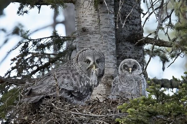 Great grey owl (great grey owl) (Strix nebulosa) female with prey and a 24-day-old chick, Yellowstone National Park, Wyoming, United States of America, North America